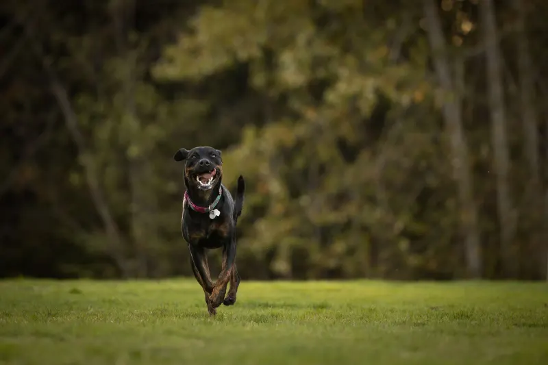 Dog running on the grass